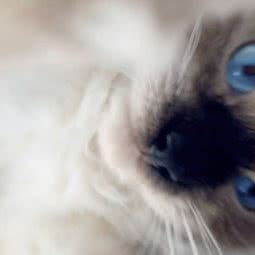 爱尚宠物医院:烟台市莱阳市