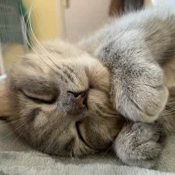 猫年狗月宠物生活馆(猫年狗月宠物店):烟台市莱州市