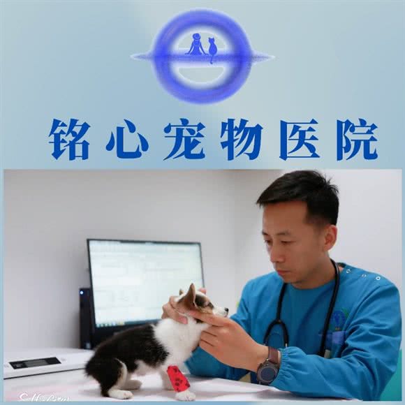 铭心宠物医院(猫专科，犬猫急重症内科诊疗中心):呼和浩特市赛罕区乌兰察布东街附近