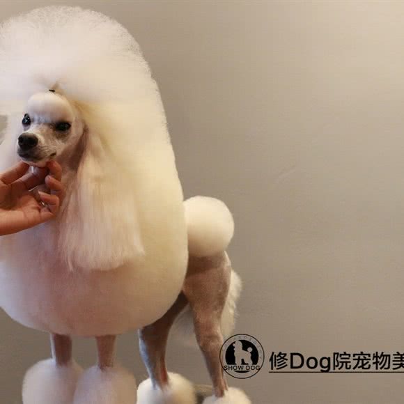 修Dog院宠物(永泰城三期店):呼和浩特市赛罕区发展小区附近