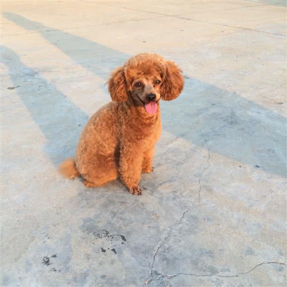 阳光宠物医院:烟台市海阳市