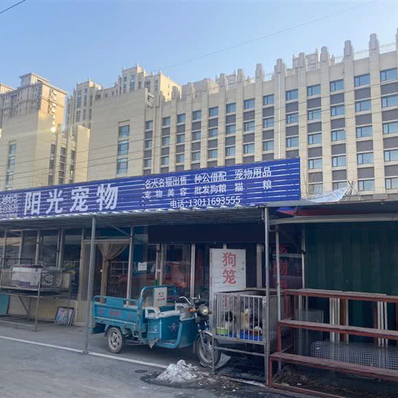阳光宠物:潍坊市奎文区