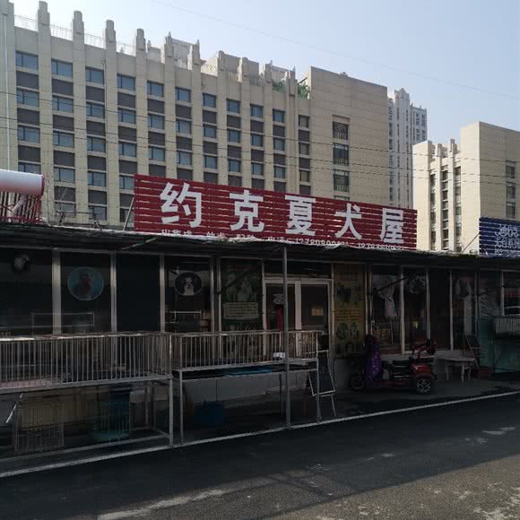 约克夏犬屋:潍坊市奎文区