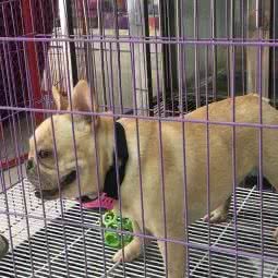 酷迪宠物(山水文园店):北京城区朝阳区十里河附近