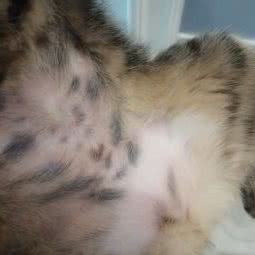 高密市伴侣动物医院:潍坊市高密市