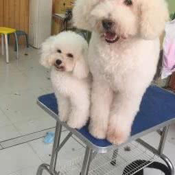 瑞超宠物门诊:潍坊市昌邑市