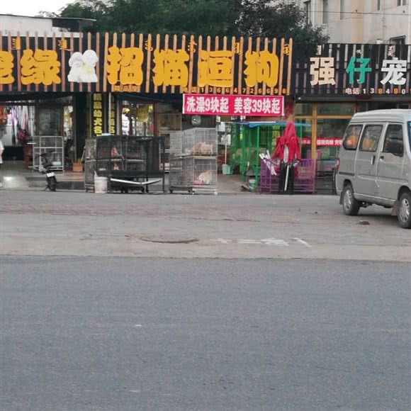 招猫逗狗:包头市东河区红星附近