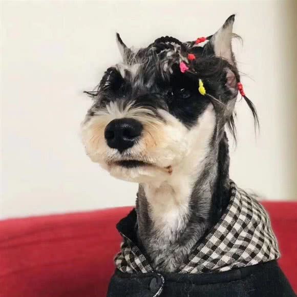 酷宠生活会馆:北京城区朝阳区十里河附近