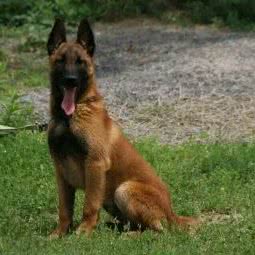 马犬东德牧羊犬黑狼犬各种名犬繁育基地:济宁市嘉祥县