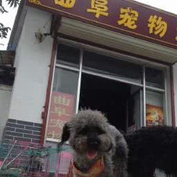 曲阜宠物之家(一店):济宁市曲阜市