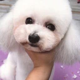 它它宠物店:济宁市曲阜市