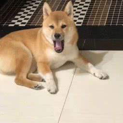 旺旺宠物医院(天华路店):济宁市曲阜市