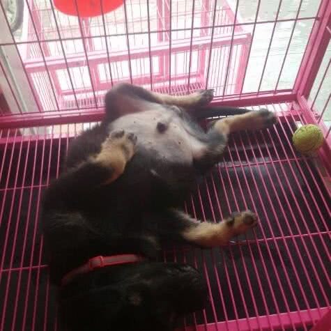 加菲宠物门诊:济宁市邹城市