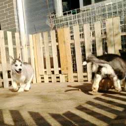 泰安市白鹿犬舍(CKU):泰安市泰山区