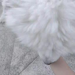 派特狗狗:泰安市新泰市