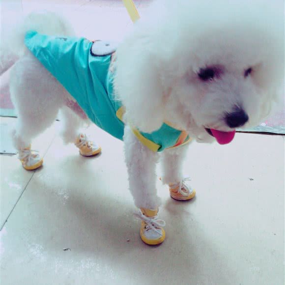 爱宠之家宠物医院(新汶店):泰安市新泰市