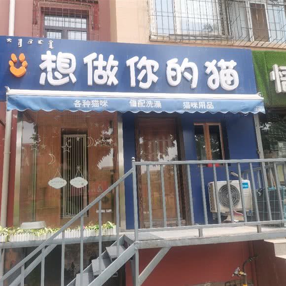 想做你的猫:包头市昆都仑区万达附近