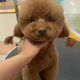 奥斯卡宠物生活馆:威海市文登区