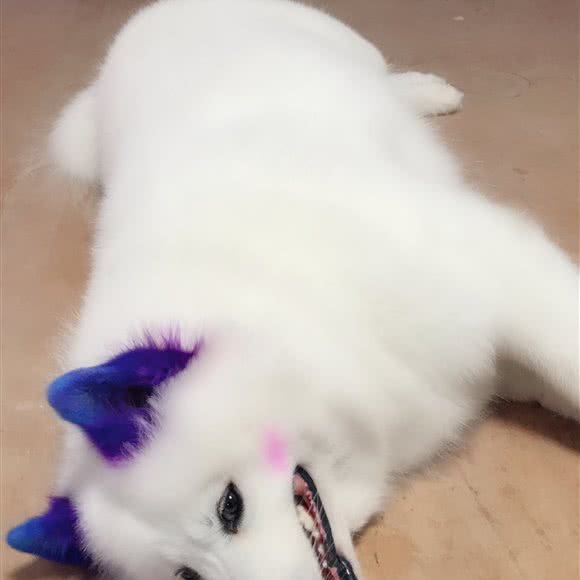 安贝动物医院(碧桂园君悦府店):威海市文登区