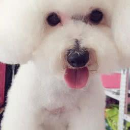 汪星人宠物:威海市乳山市