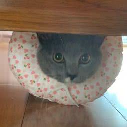 都市宠物:日照市东港区