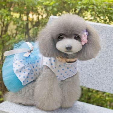 爱宠粮仓:日照市东港区