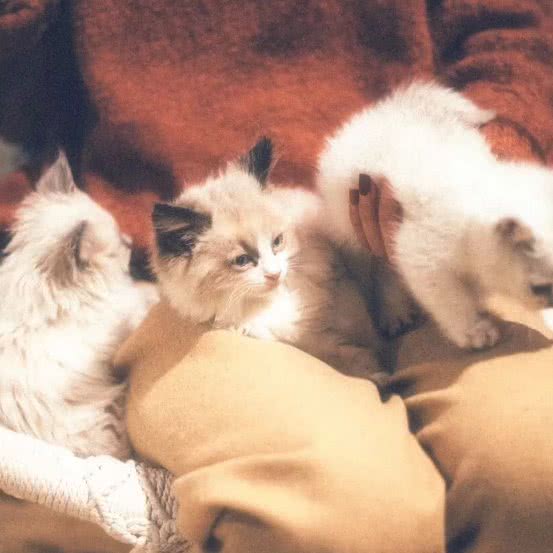 阿旺宠物工作室:日照市东港区