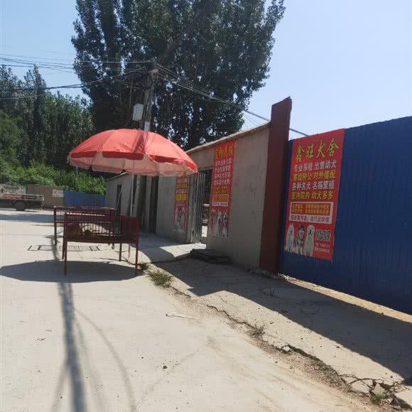 鑫旺犬舍:临沂市兰山区