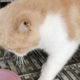 牧泽宠物医院:临沂市河东区