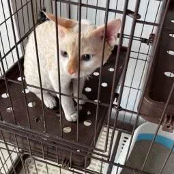 旺旺宠物医院:临沂市郯城县