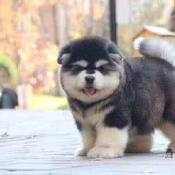 萌宝狗狗生活馆:临沂市沂水县