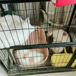 宠它Pet宠物生活馆:临沂市费县