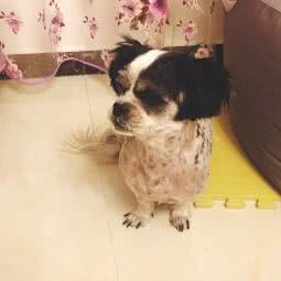 宠爱狗博士:临沂市平邑县