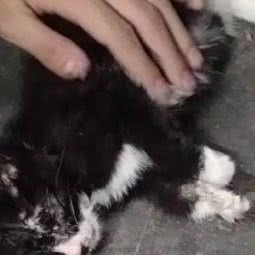 爱妮宠物医院:德州市德城区