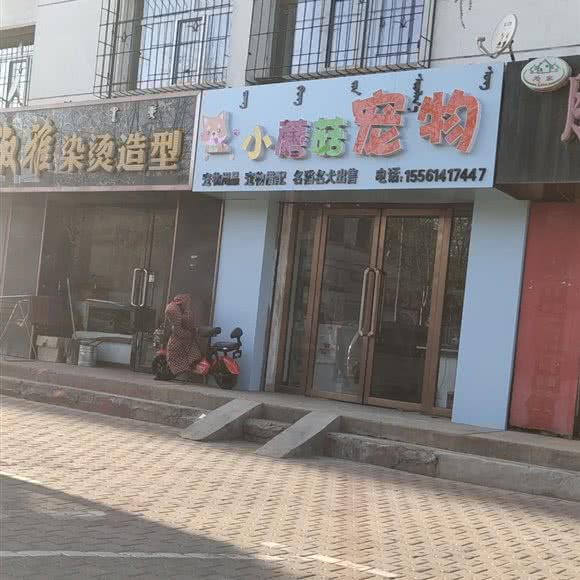 小蘑菇宠物:包头市昆都仑区三八路附近