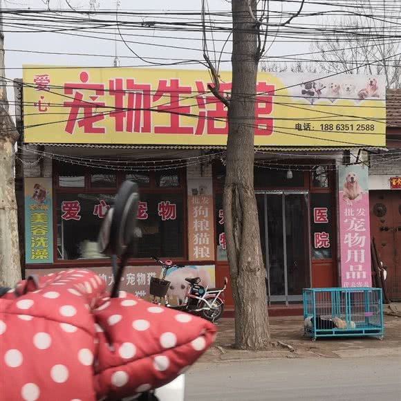 关爱宠物生活馆:聊城市临清市