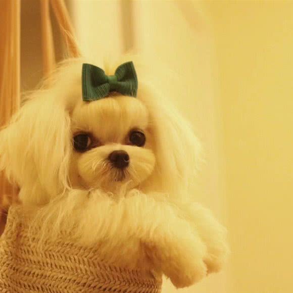 汪汪宠物店:聊城市临清市