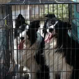 山东胜者犬业:滨州市惠民县