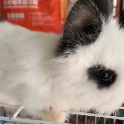 萌宠部落:菏泽市牡丹区