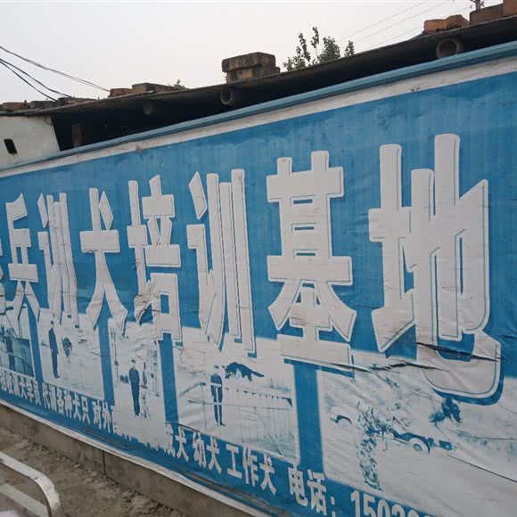 老兵犬业养殖场:菏泽市定陶区