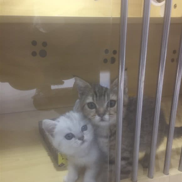 宠物体验馆:菏泽市曹县