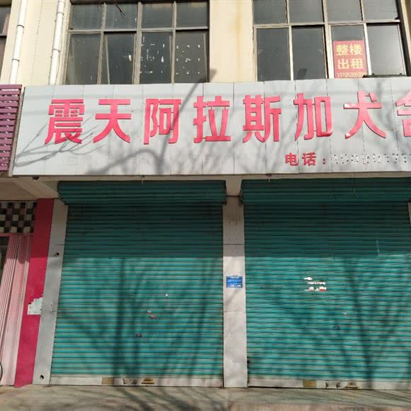 震天阿拉斯加犬舍:菏泽市单县