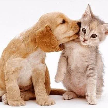 壹诺宠物诊所:菏泽市单县