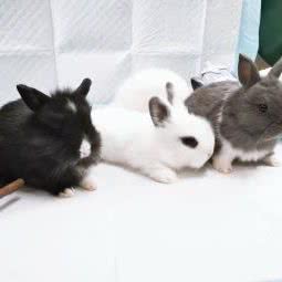 萌宠部落(郓城唐塔店):菏泽市郓城县