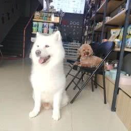 派多格宠物(郑州万科城店):郑州市中原区