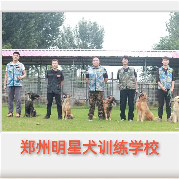 郑州明星犬训练学校:郑州市管城回族区
