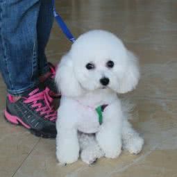 郑州金水区宠宝宠吧(宠宝宠吧宠物用品店):郑州市金水区