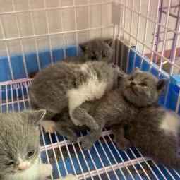 朋海宠物:郑州市惠济区