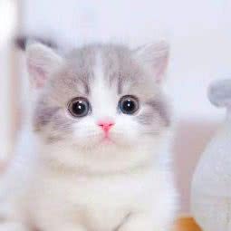 糖果精品·猫舍(郑州店):郑州市惠济区