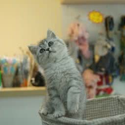 烁海高级宠物沙龙4S店:郑州市中牟县